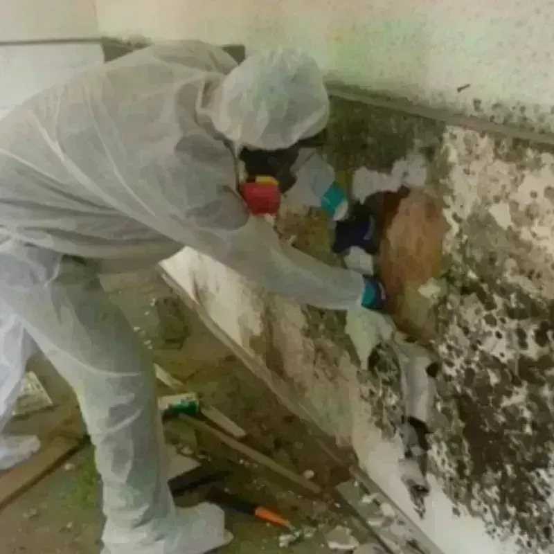 Mold Remediation and Removal in Vilonia, AR